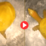 A rare species of 'yellow turtle' is roaming in the water! The video went viral