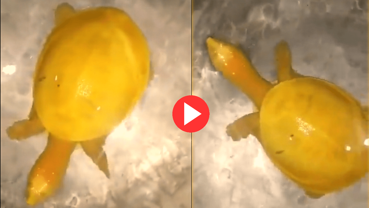 A rare species of 'yellow turtle' is roaming in the water! The video went viral