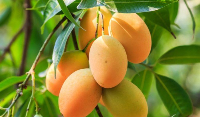 When you see a mango, you want to eat it, do you obey the rules?