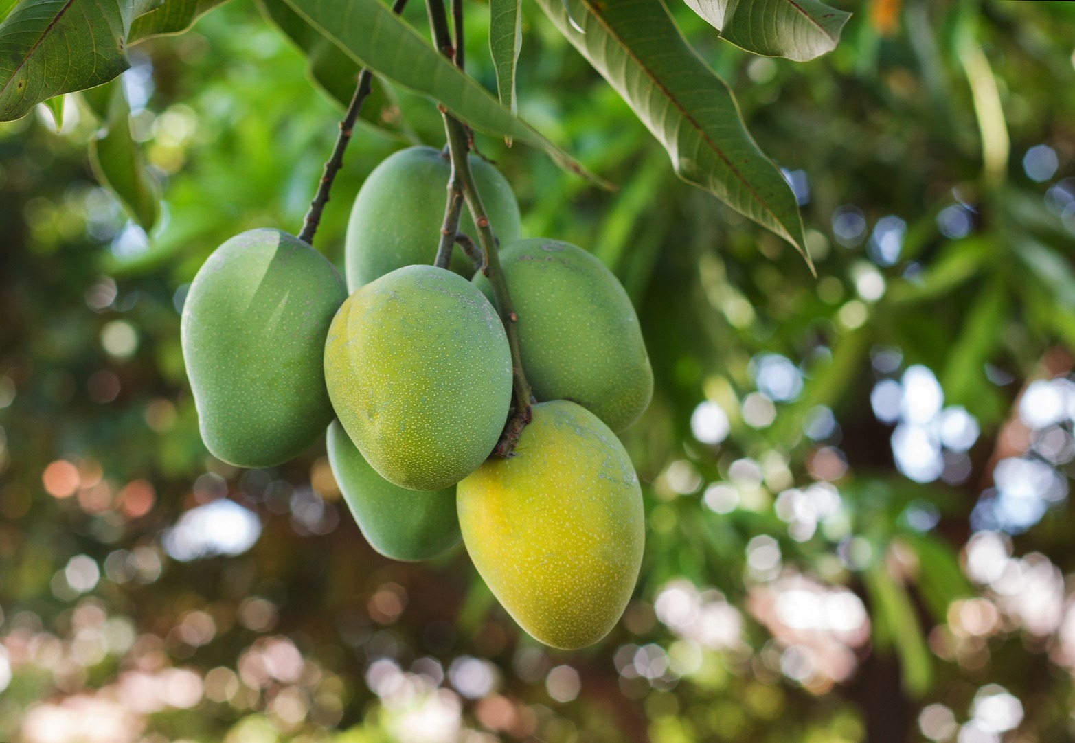 When you see a mango, you want to eat it, do you obey the rules?