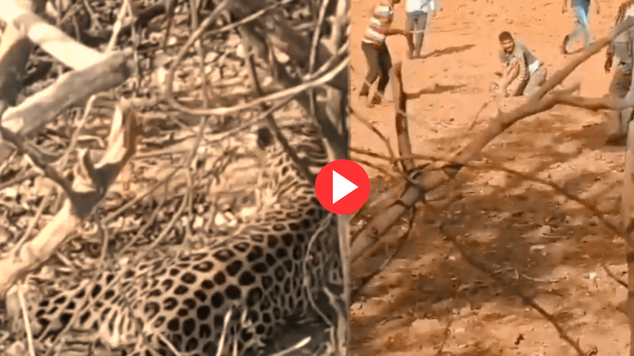 Sudden attack! Even though he was injured, the reporter jumped on the leopard's throat! Viral video