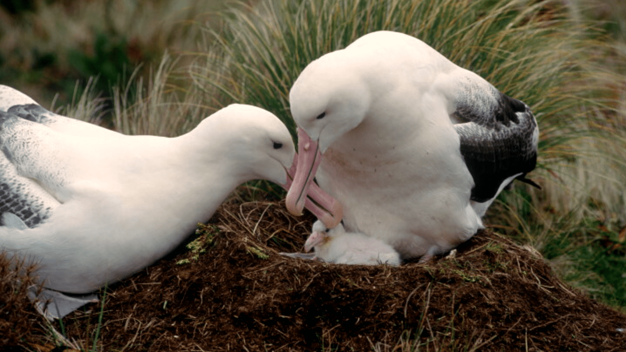 Unknown facts about the wild Bird bird