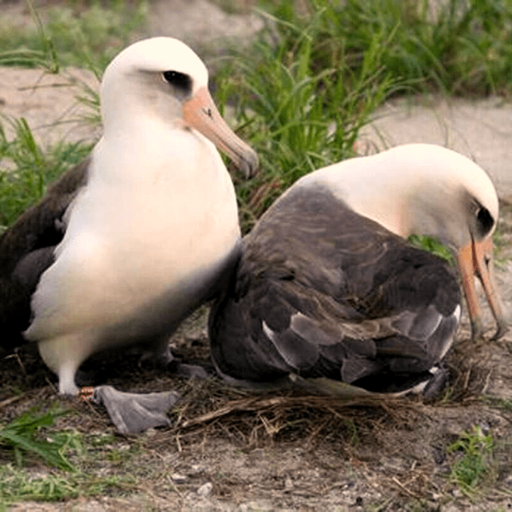 Unknown facts about the wild Bird bird