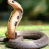 snake free state in India