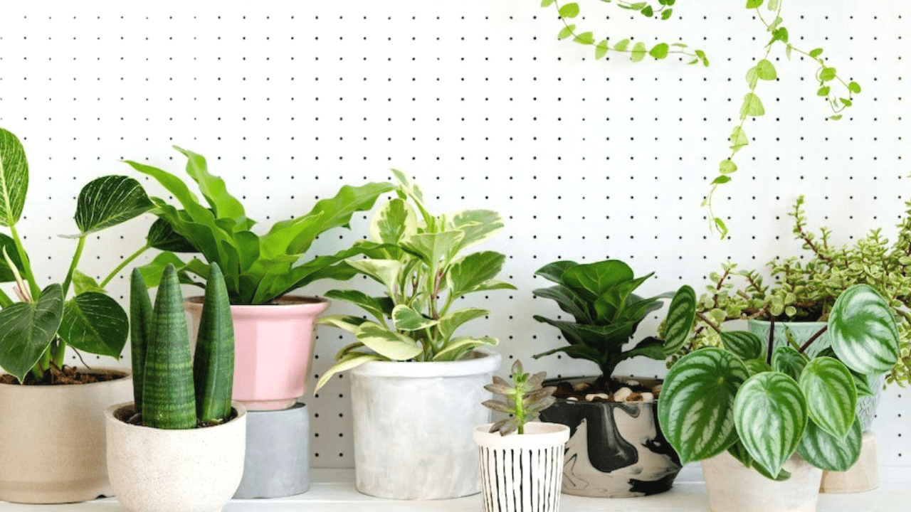 How to take care of house plants in hot summer