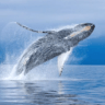 The claim of human dignity to whales