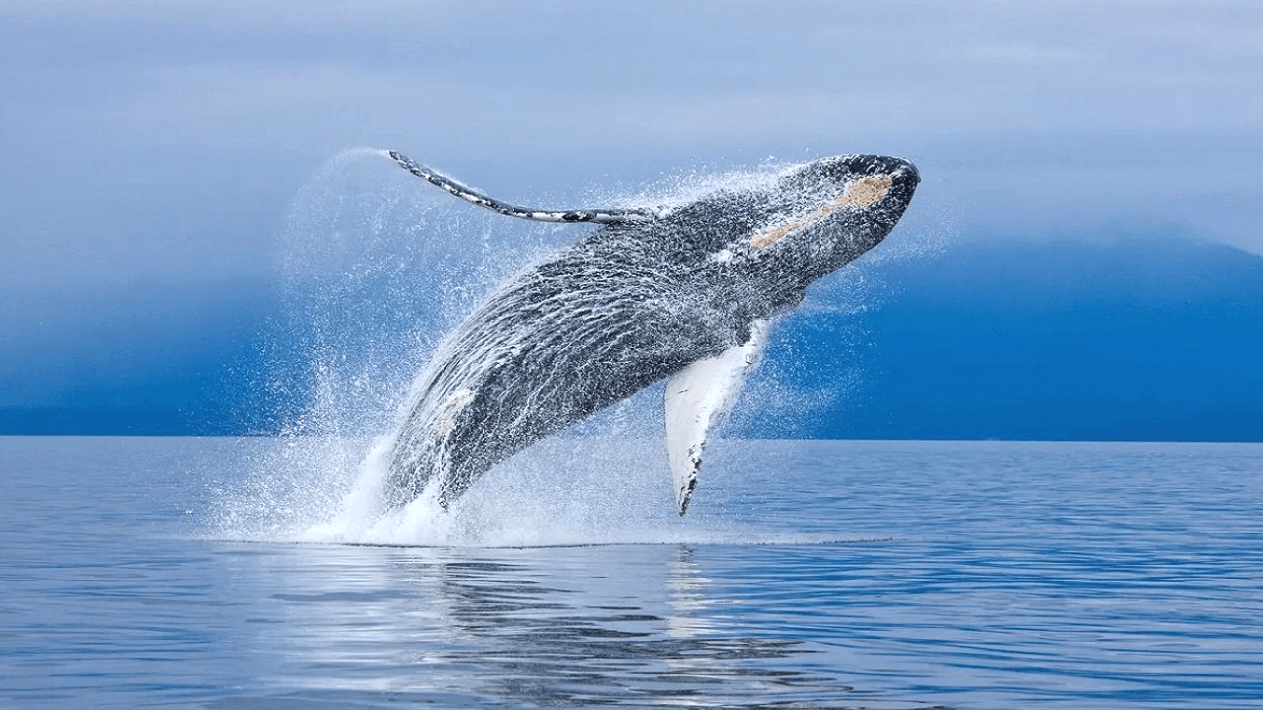 The claim of human dignity to whales