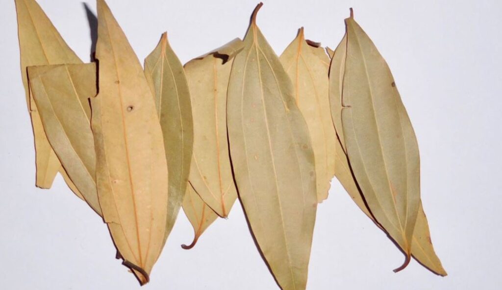 tejpata-1-20210630121419~2