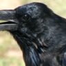 If you see a crow drinking water, you will get money