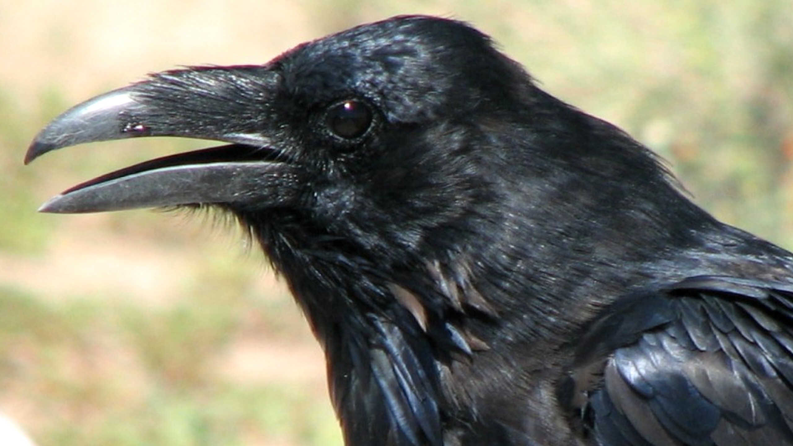 If you see a crow drinking water, you will get money