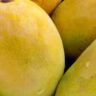 How to eat ripe mangoes in diabetes patients