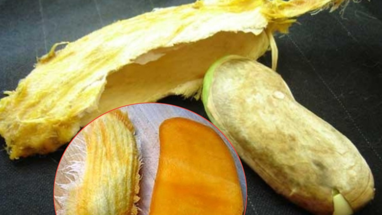 Eat a mango and throw away the mango? Do this, you will get great results