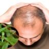 Bald hair will grow! Know what the leaf is