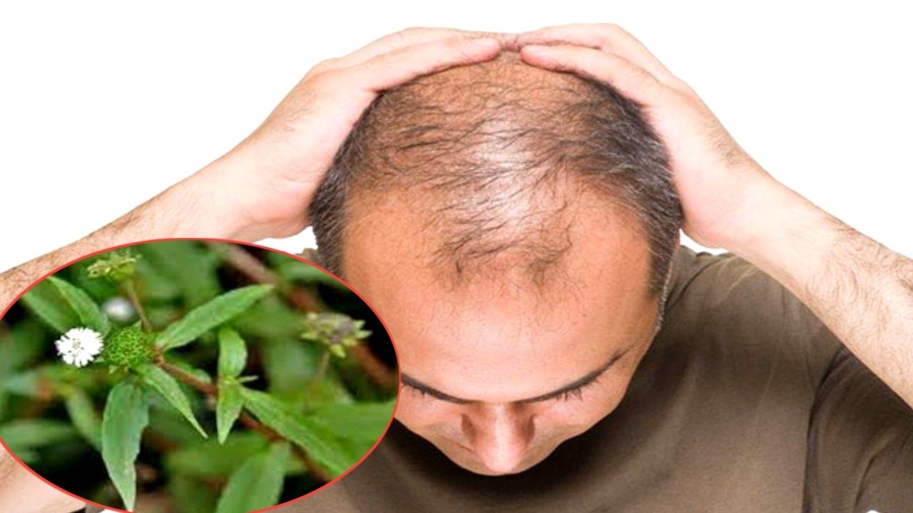 Bald hair will grow! Know what the leaf is