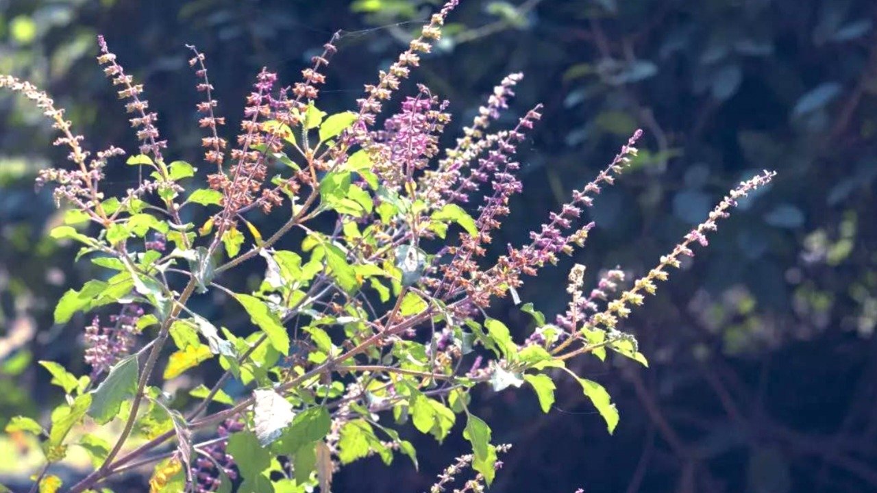 Do 5 things when the tulsi tree comes to the house, it will rain money!