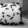 Ants are attacking all the food? In this trick will run away