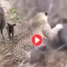 Cheeta vs wild boar viral video