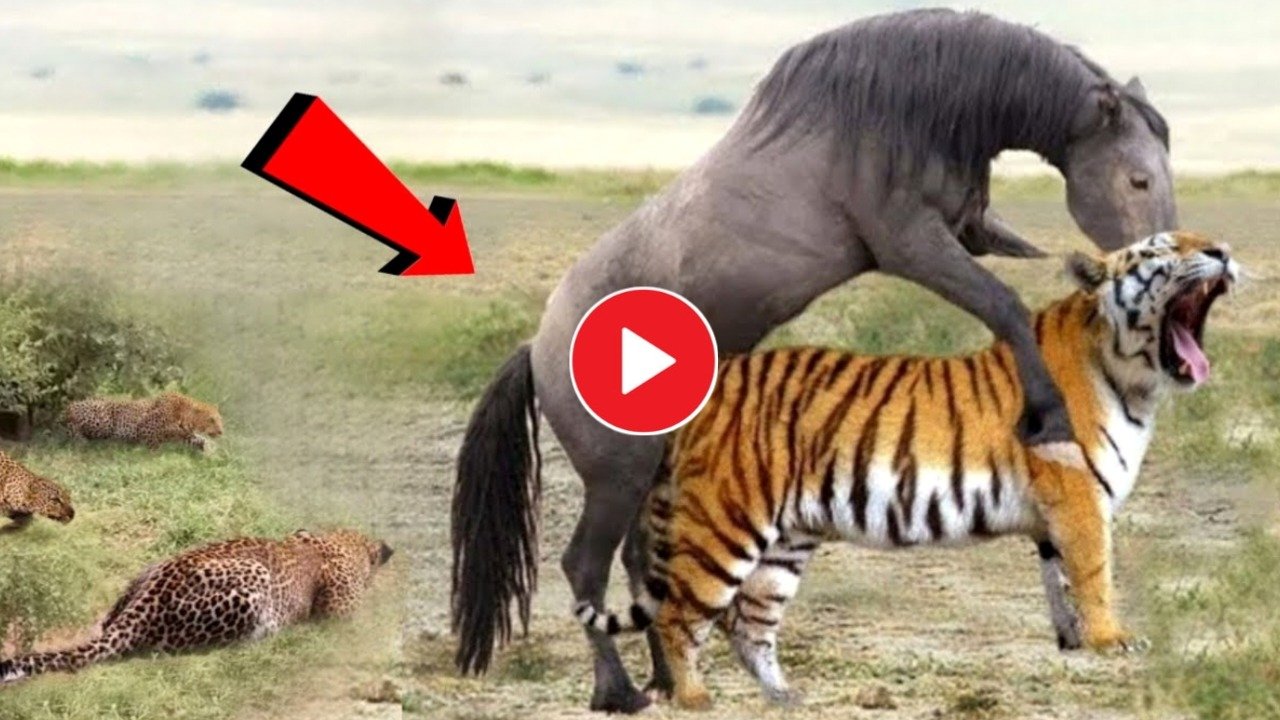 greedy tiger viral video