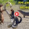 viral video snake vs mongoose beji