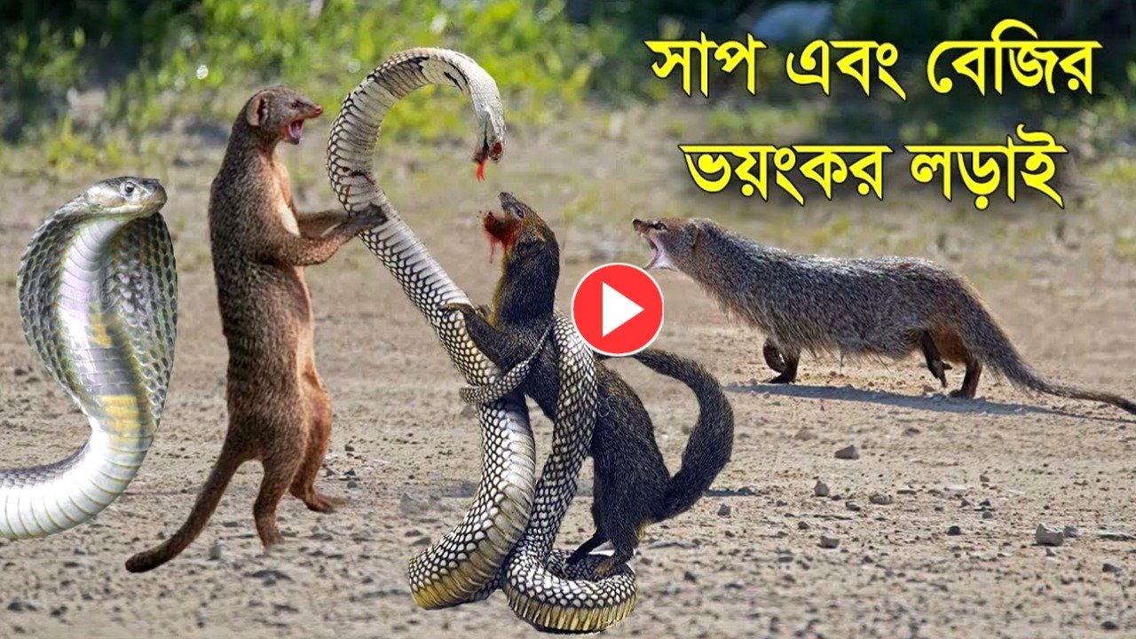 viral video snake vs mongoose beji