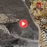 Crocodile vs cheeta viral video