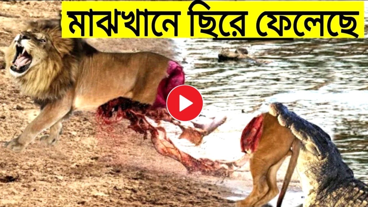 Viral Video: King of the forest lion in a terrible situation while hunting