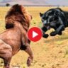 Viral video The Lion attacked the leopard