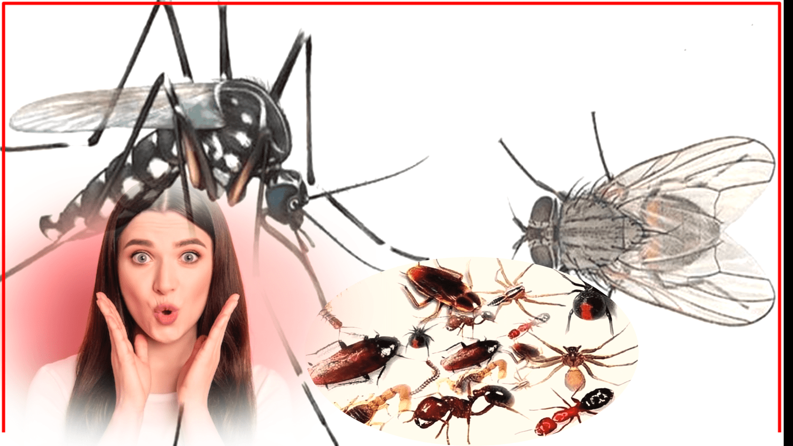 Lifestyle: Easy and simple ways to get rid of mosquitoes, flies, insects