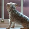 Take care of pets in stormy days in this way