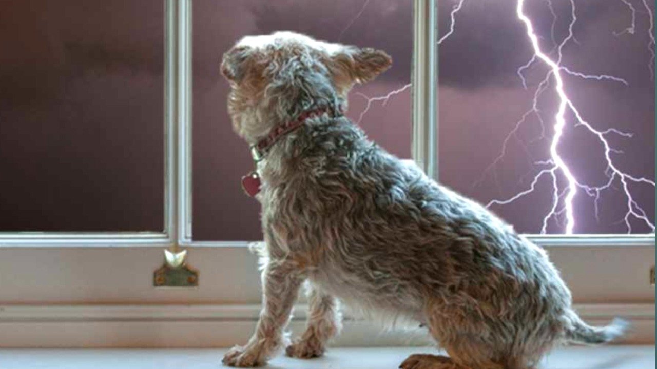 Take care of pets in stormy days in this way