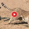 Viral Video The leopard is running away with its tail in fear!