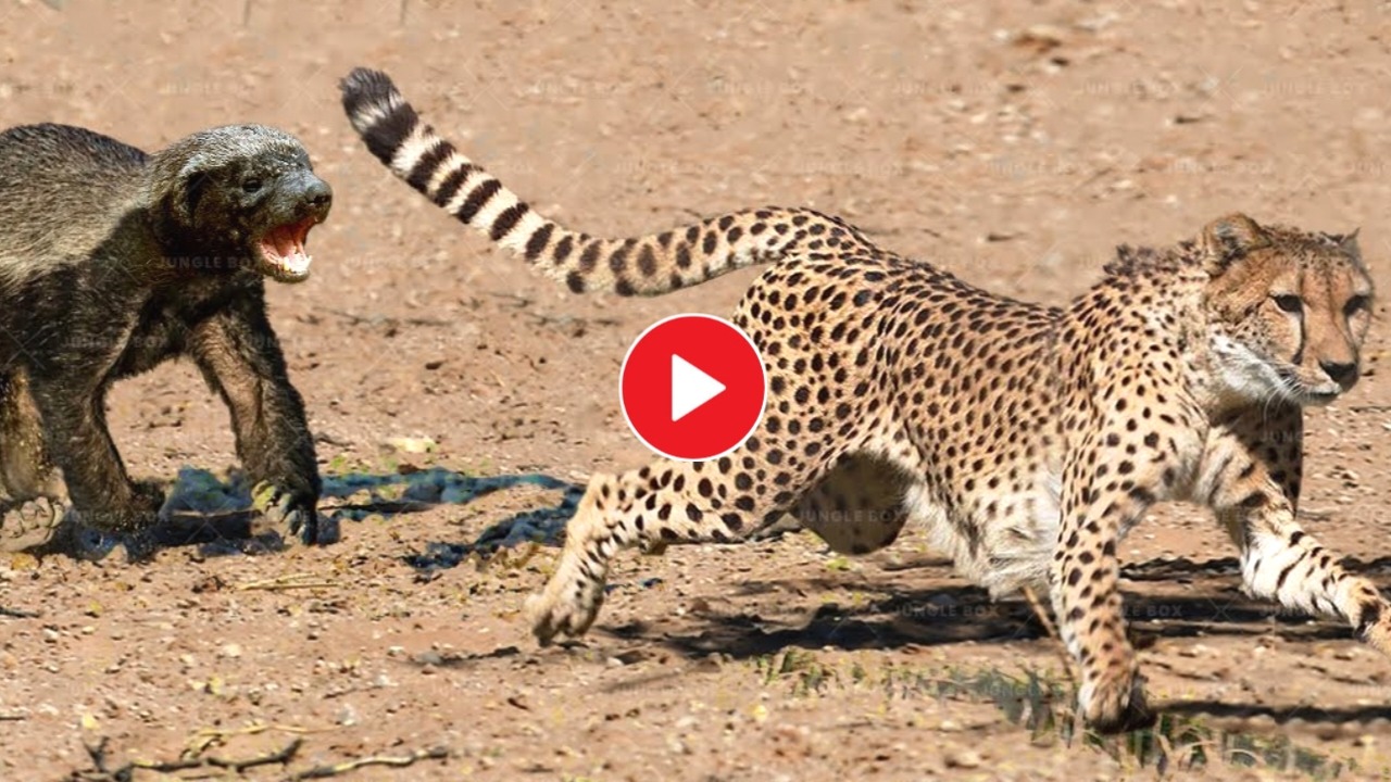 Viral Video The leopard is running away with its tail in fear!