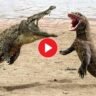 Viral Video: Giant lizard jumped on the crocodile!