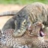 Viral Video: The world's largest snake jumped on the leopard!