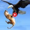 Viral Video: The lion cub was blown away by a huge eagle!
