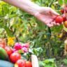 Know 3 tips to have a great harvest in the vegetable garden