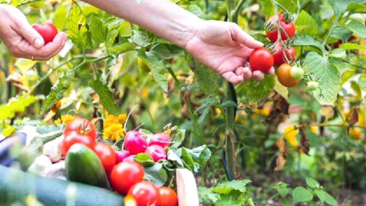 Know 3 tips to have a great harvest in the vegetable garden