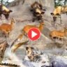 Viral Video: A group of deer stands right between life and death