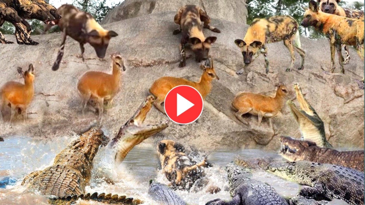 Viral Video: A group of deer stands right between life and death