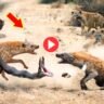 Viral Video: Attack hyenas in groups! The audience will be stunned to see the fight scenes