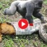 Viral Video: The gorilla saved the life of the lion from the mouth of the python
