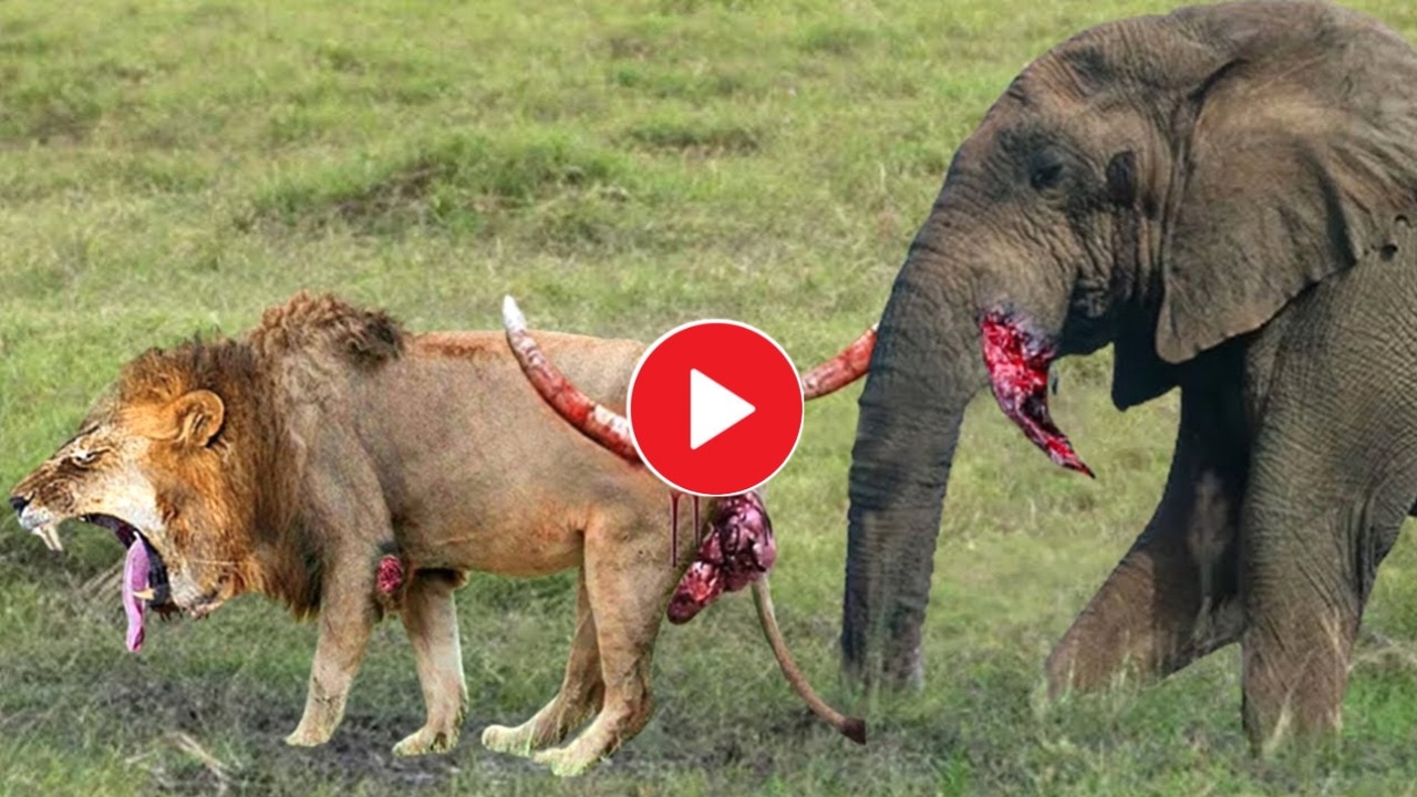 Viral video Elephant attack lion