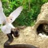 Viral Video Owl Vs King Cobra