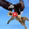 Viral Video Eagle vs Lion! Who will win?