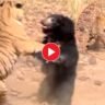 Viral Video: The tiger is in dire danger while taking the bear with the bear! Watch the fight video