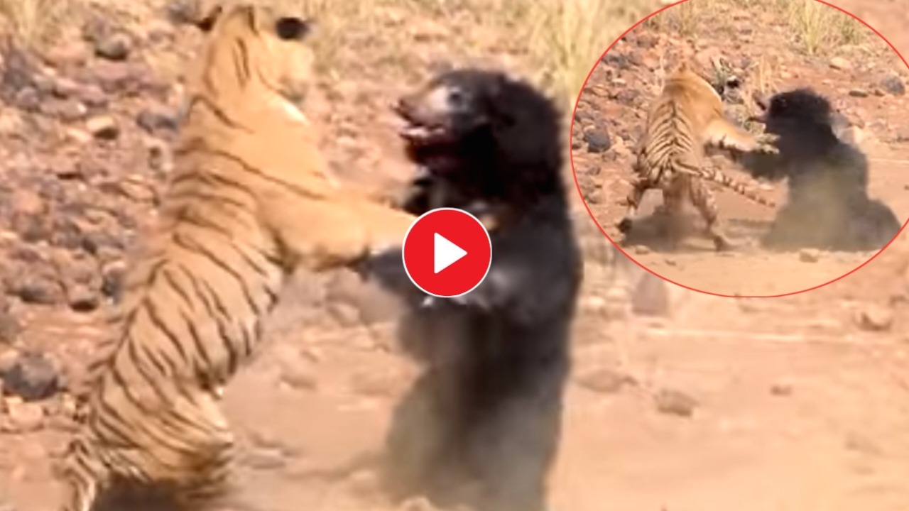 Viral Video: The tiger is in dire danger while taking the bear with the bear! Watch the fight video