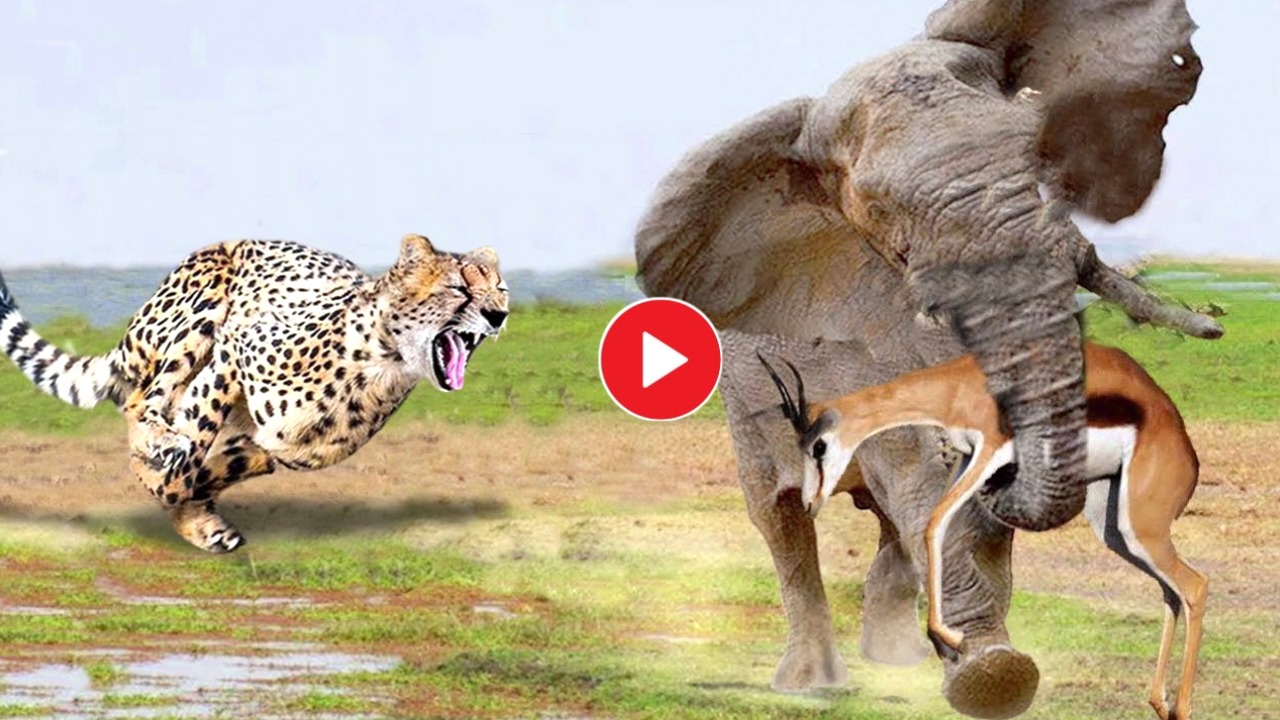 Viral Video: The elephant saved the life of the deer from the leopard!