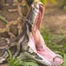 The dead body of the missing woman was recovered from the stomach of the python!