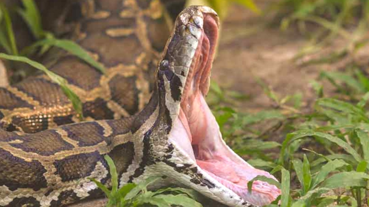 The dead body of the missing woman was recovered from the stomach of the python!