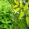 Neem-tulsi will remove cold and cough! What else to eat to increase immunity during the rainy season?